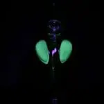 glow in dark
