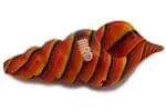 HyBird Conch Pipe - Haze Smoke Shop USA