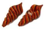 HyBird Conch Pipe - Haze Smoke Shop USA